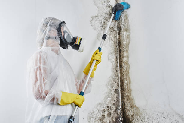 Best Forensic Mold Investigation  in North Westport, MA