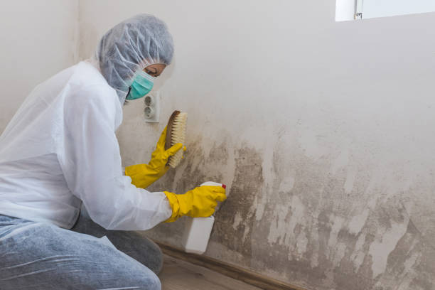 Why You Should Choose Our Mold Remediation Services in North Westport, MA